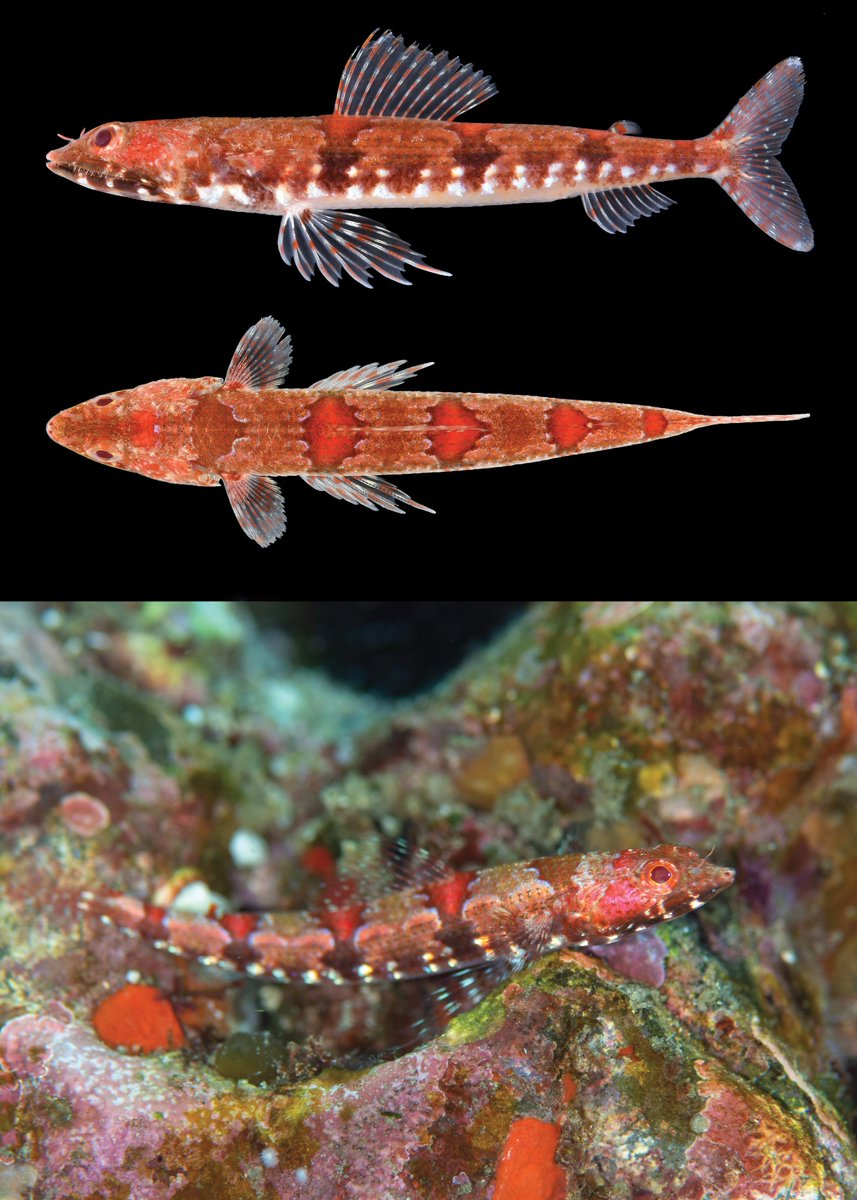 #NewSpeciesAlert - 𝑆𝑦𝑛𝑜𝑑𝑢𝑠 𝑎𝑢𝑡𝑢𝑚𝑛𝑢𝑠, a new species of lizardfish (Aulopiformes, Synodontidae) from the Indo-Pacific region, and a reassessment of distributional records of 𝑆𝑦𝑛𝑜𝑑𝑢𝑠 𝑟𝑢𝑏𝑟𝑜𝑚𝑎𝑟𝑚𝑜𝑟𝑎𝑡𝑢𝑠.
🔓 zookeys.pensoft.net/article/147259/