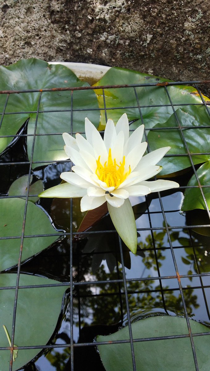 runemagSCANDAL's tweet image. #TLを花でいっぱいにしよう
庭の睡蓮鉢。午後には花が閉じてしまう。
