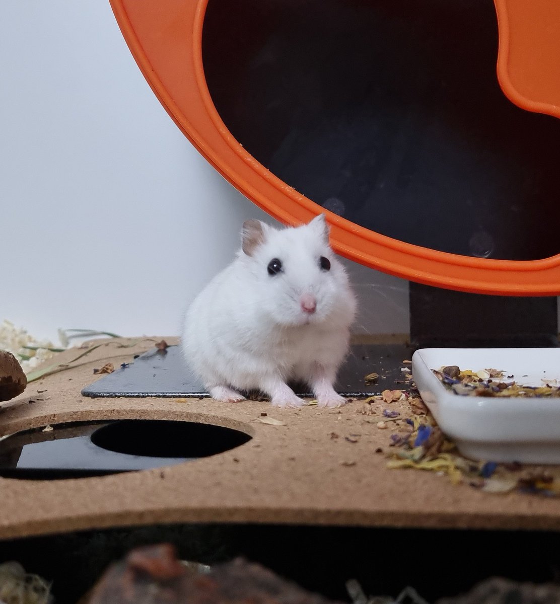 💫옹심이💫 (@ongsimi9) on Twitter photo 