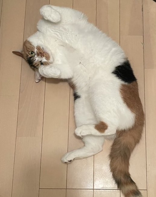 ksj_taker's tweet photo. モフり放題🐱 https://t.co/iCGnLqdIJS