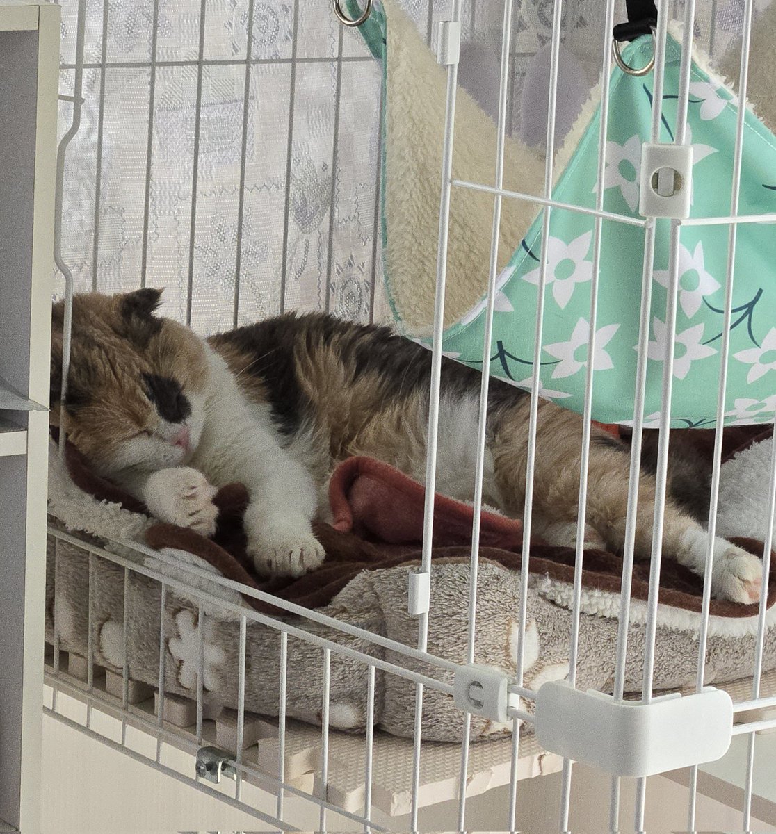 だんごちゃんゲージの中でスヤスヤお昼寝ฅ'ω'ฅ