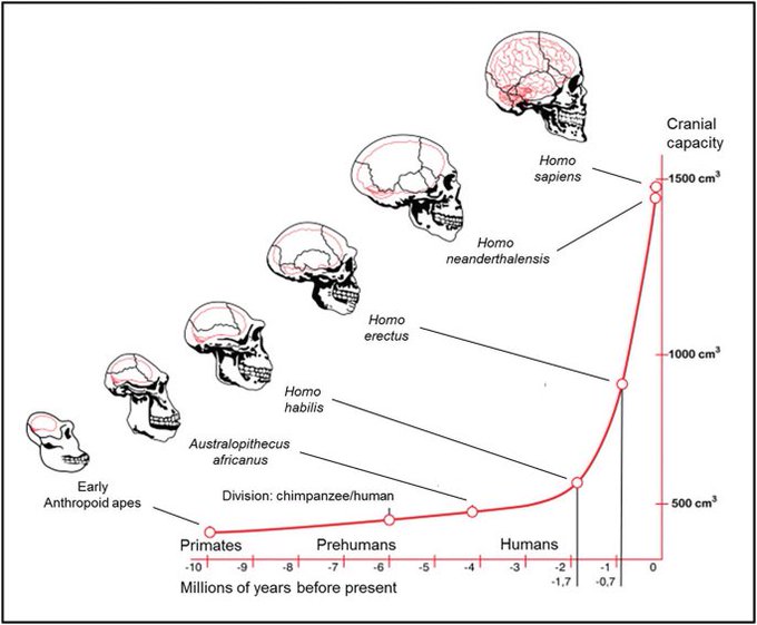 Evolution of human brain size from primates to Homo sapiens