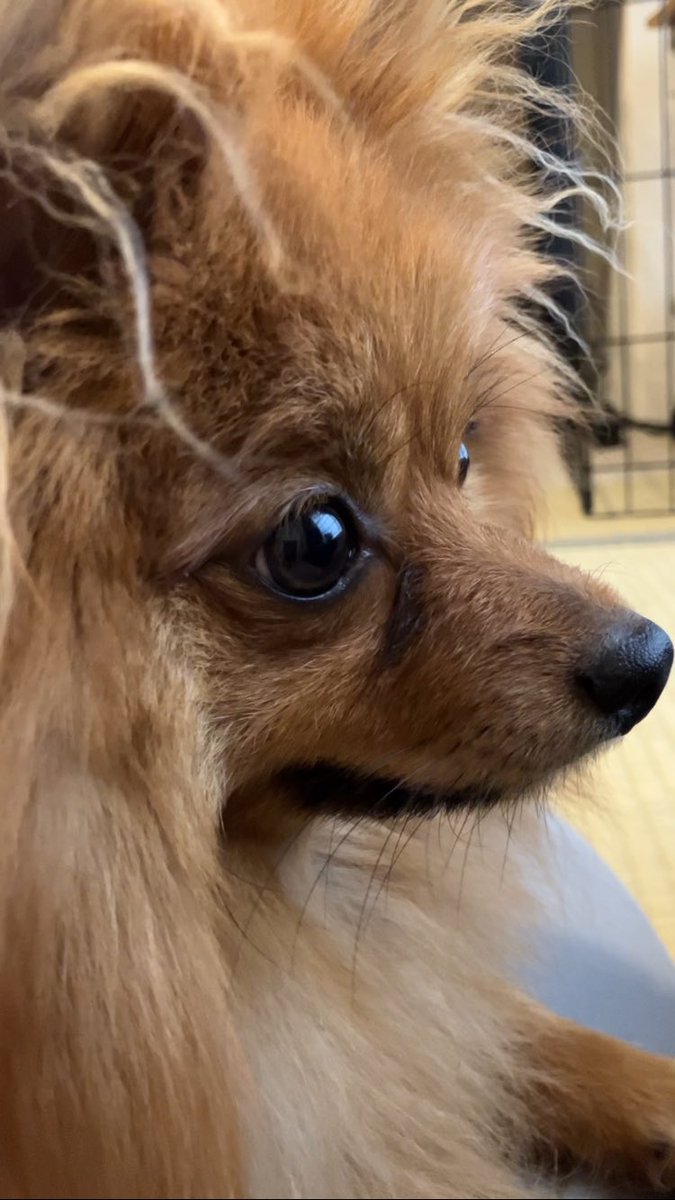 おはよ🌻
#ポメラニアン #ぽめひま #ポメラニアン🌻