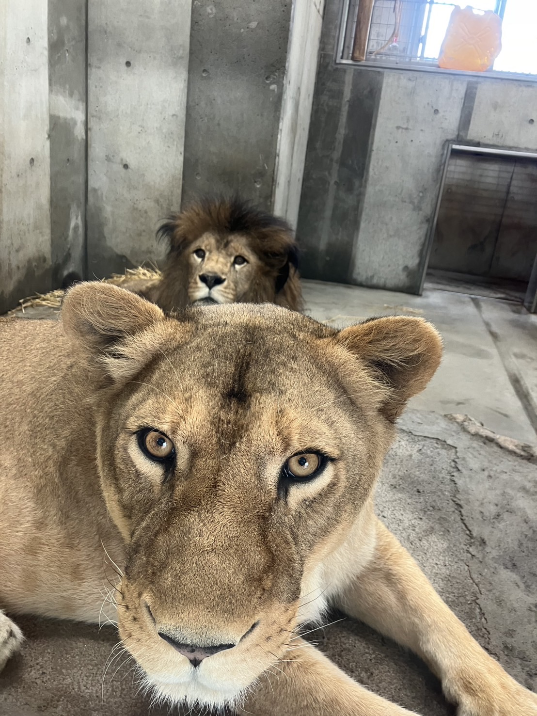  特価ブログのポータルサイト 長野市茶臼山動物園【公式】 on X:  絵画