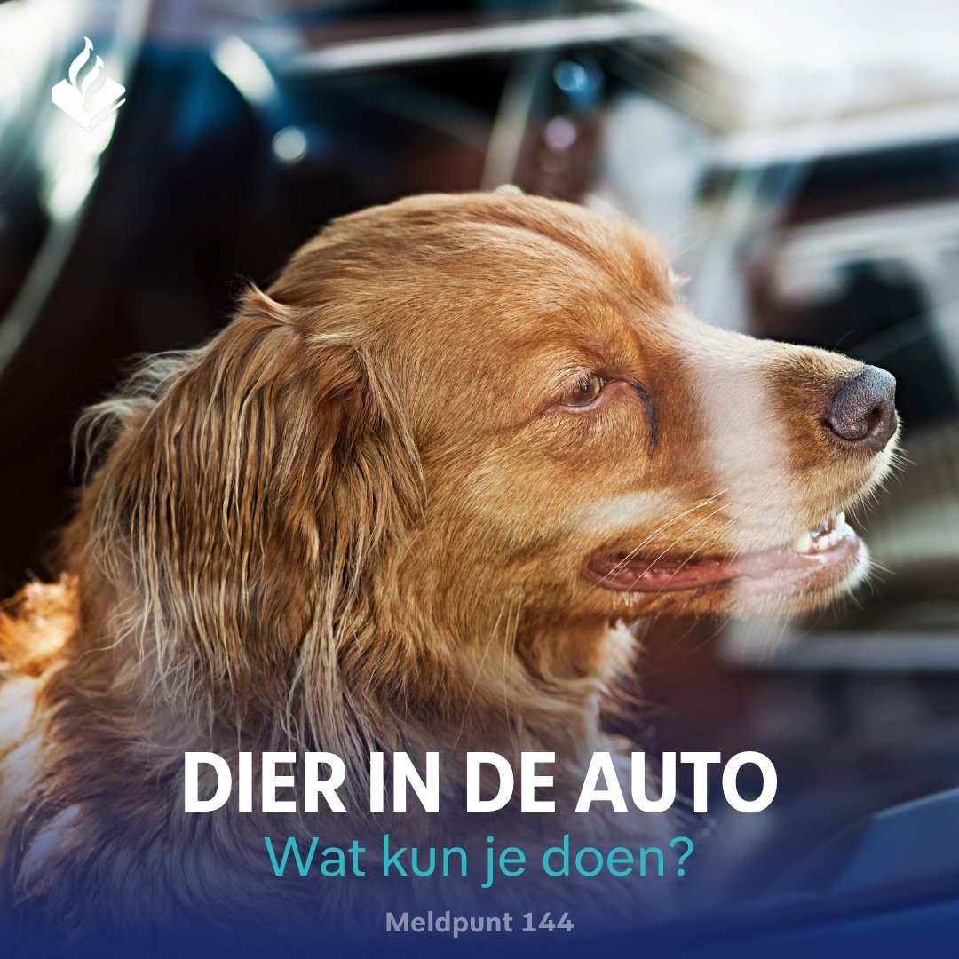 Meldpunt144's tweet photo. 🚨Dier in de auto?

Op warme dagen kan de temperatuur in een #auto al snel meer dan 50 °C worden. Het raam op een kiertje zetten is onvoldoende om je dier verkoeling te bieden.

Wat kun je doen? Check de afbeelding.

Bel bij spoed direct ☎️112
Melding maken? 📞144 https://t.co/8K4NiFxdDB