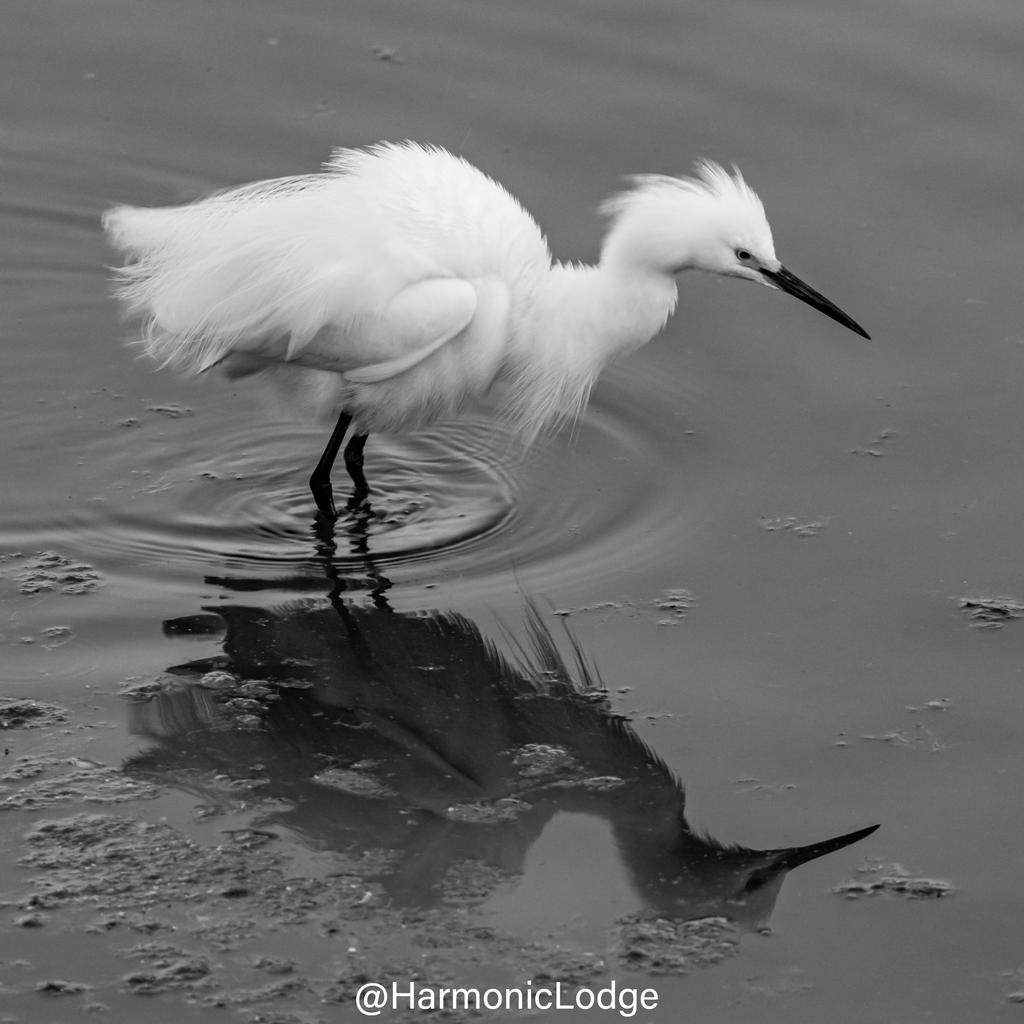 Here's a recent #Monochrome photo of a #SnowyEgret on #squarecropsaturday !