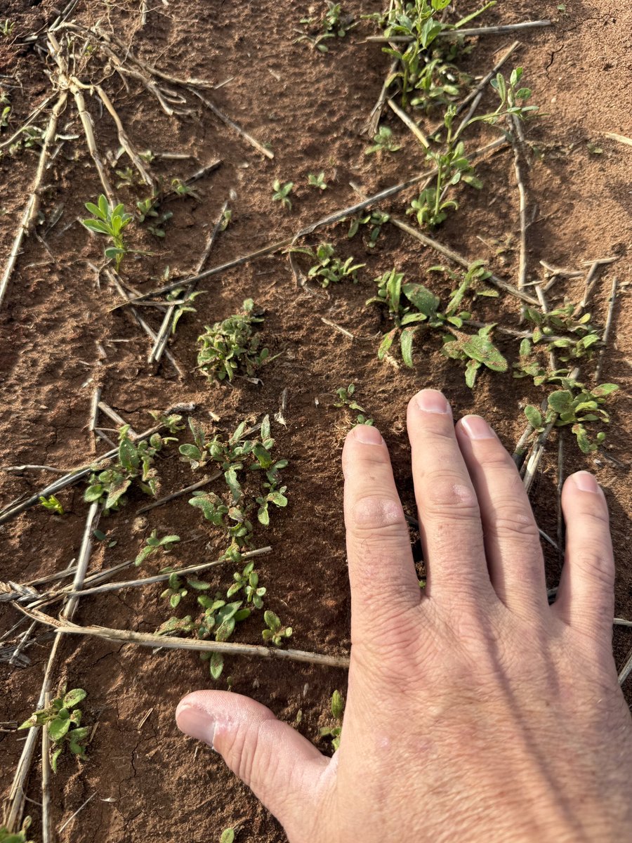 The capeweed in lentil trial is underway ..thanks to  <a href="/SAGrainTrust/">SAGIT</a> for the funding. This project is looking at pre and post emergent control options spread across three sites to test solutions on different soil types and varieties.