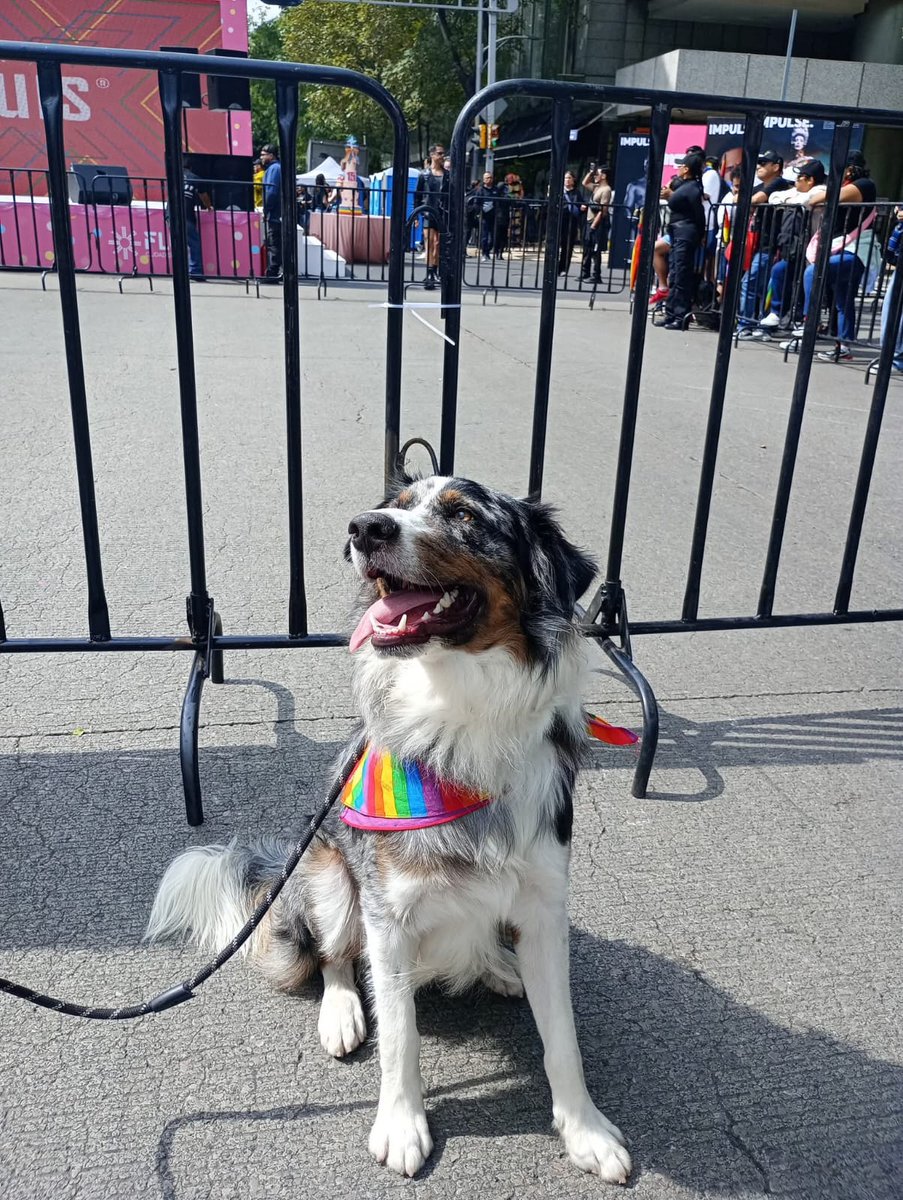 RadioEducacion's tweet photo. Te compartimos imágenes de la #MarchaLGBTCdmx 🌈
#RadioEducación y la producción de @Variopinto69 estuvo presente en el #DíaOrgullo2025 🏳️🌈
La radio de las culturas de México a favor de la inclusión y la diversidad 🏳️⚧️🎙 https://t.co/VYLXtRaIfj