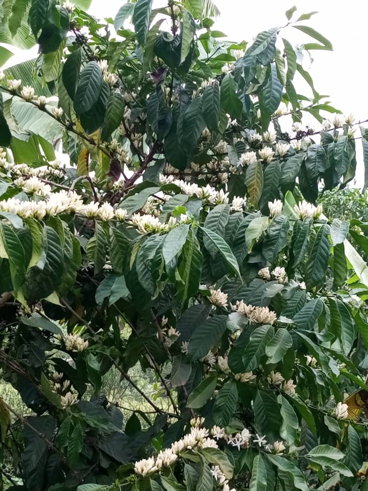 To all coffee farmers out there. Do not be discouraged by the ongoing price changes,conflicting  government policies and weather shocks. Keep your garden well and expand it if you can . It is still the most profitable and stable crop you can grow in Uganda.