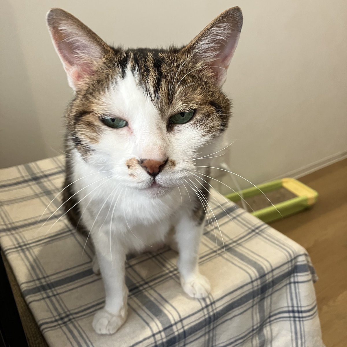 処之助 tweet media