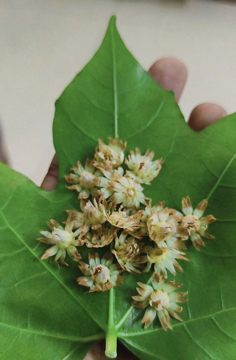 Nostu... ❣️
#Smell 
#ChildhoodMemories