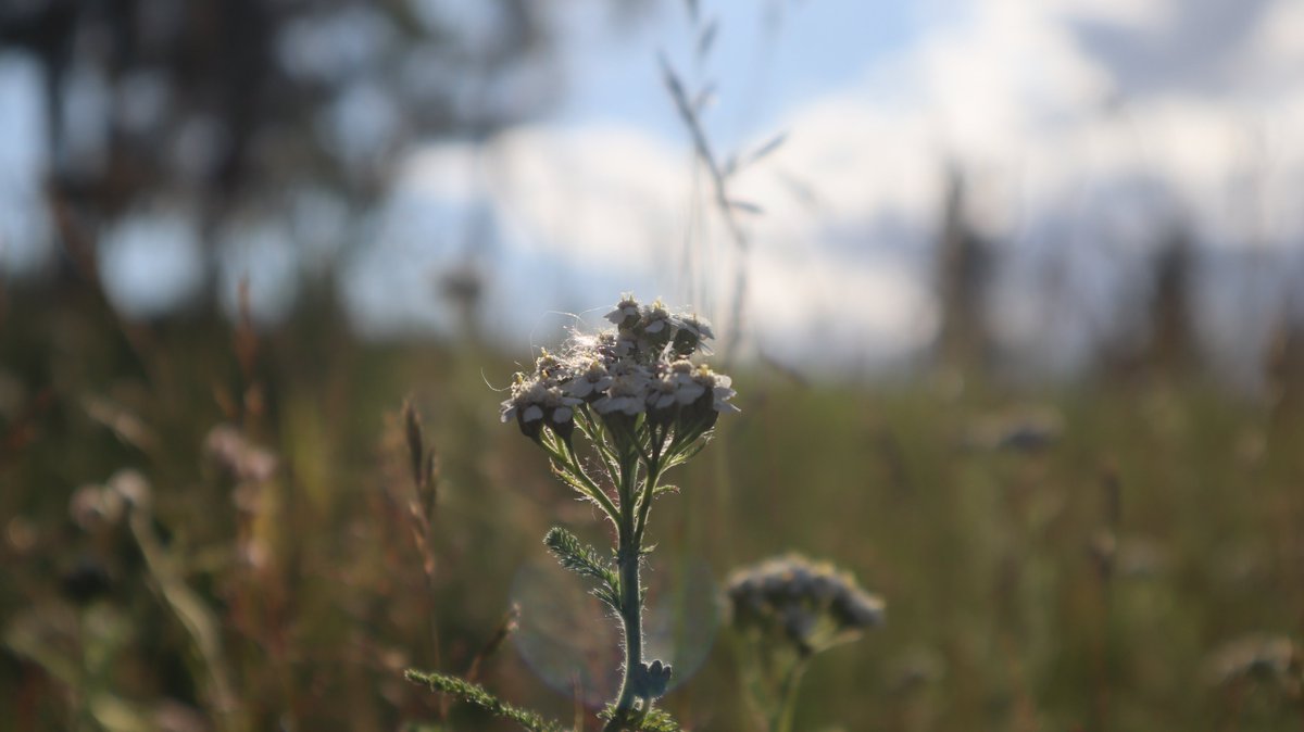 #photography #flower #nature