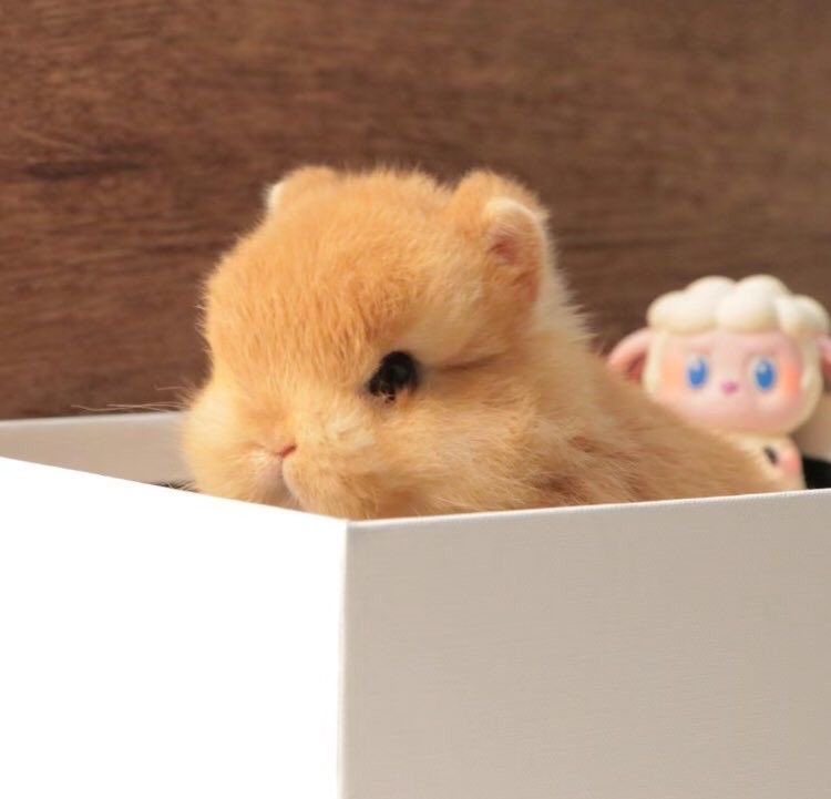 안제이🍪🥕 tweet media