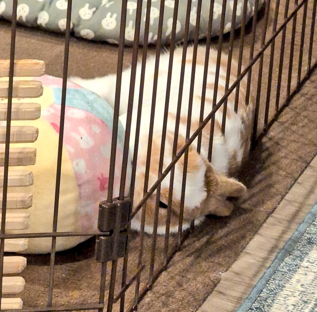 PalUsagi's tweet photo. 柵からなぜかはみ出てる耳
どういう状況？？ https://t.co/u6WOm44RHN