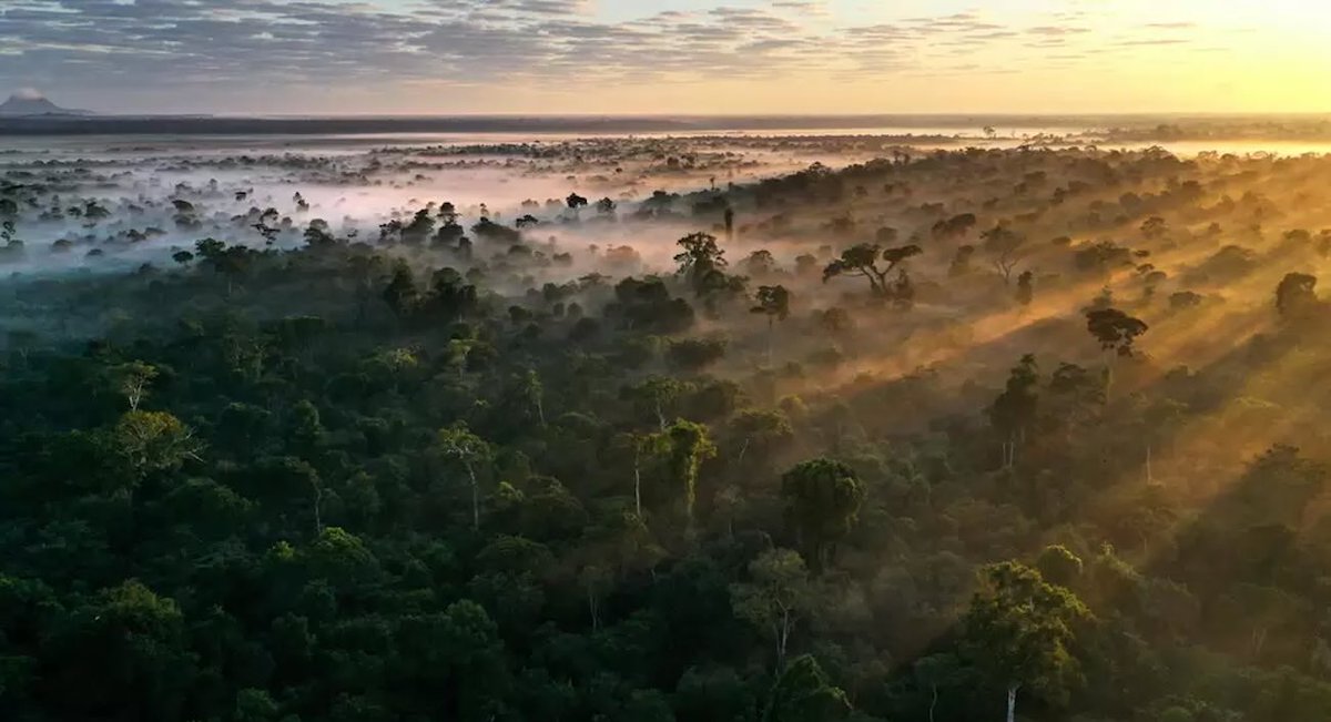 biz4goodshow's tweet image. #GoodEarth #Business Giant Corporations Protect 15,000 Square Miles of Forests in Partnership With WWF Stewardship Program dlvr.it/TLckqf