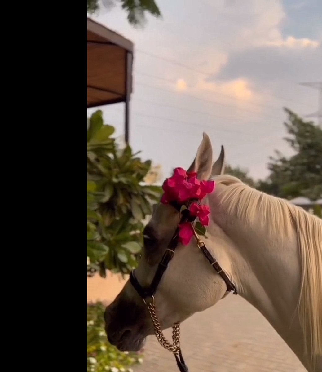 اجمل محاصيل الزمان و عطاياه
وجه ليا منه طرى لك تبسمت ..