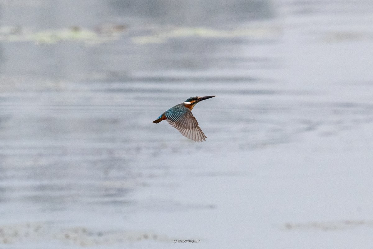 방금 전의 물총새.
