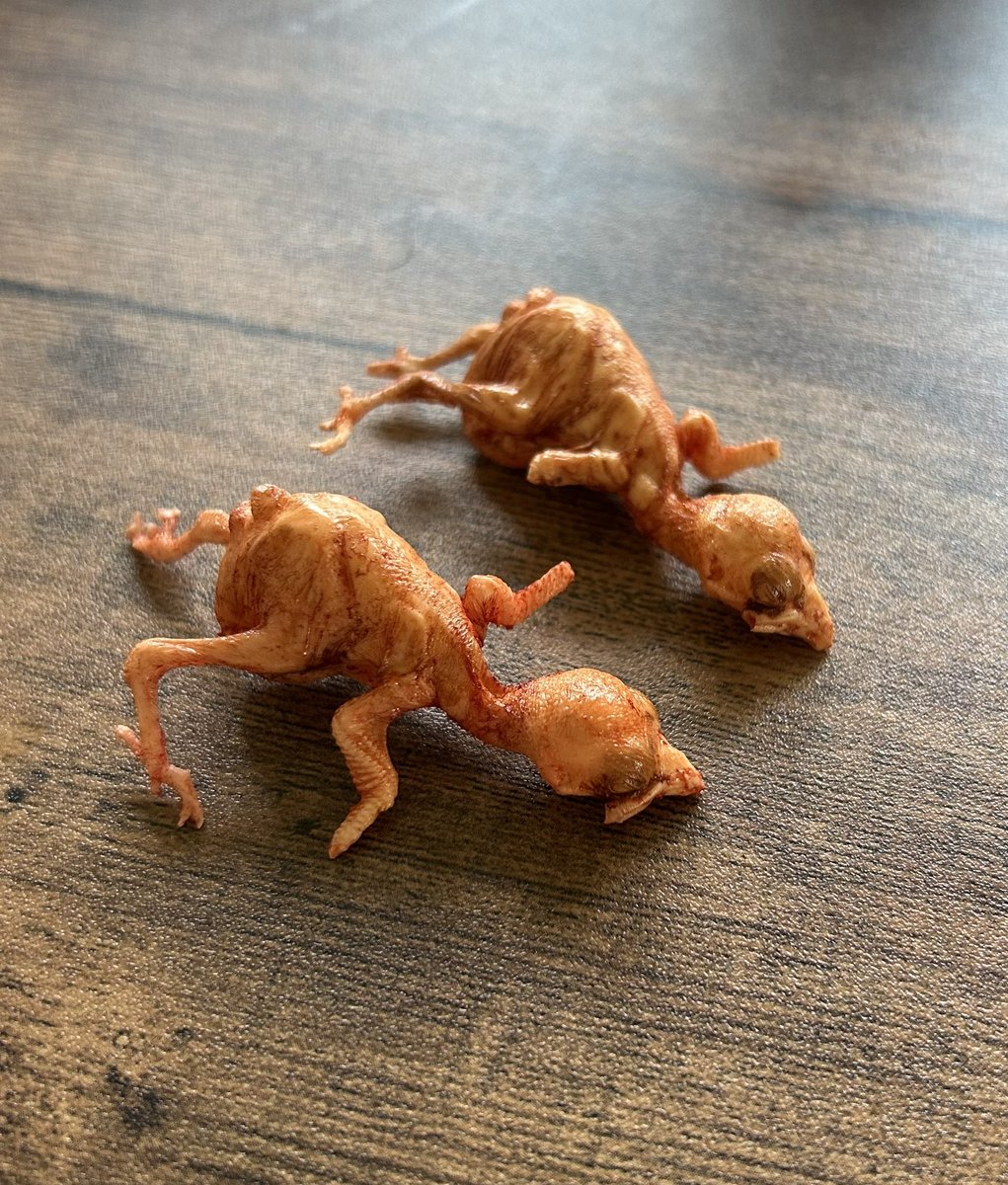 junya_serikawa's tweet image. スーパーの帰り何かのヒナの亡骸が道に落ちてたのでとりあえず複製。