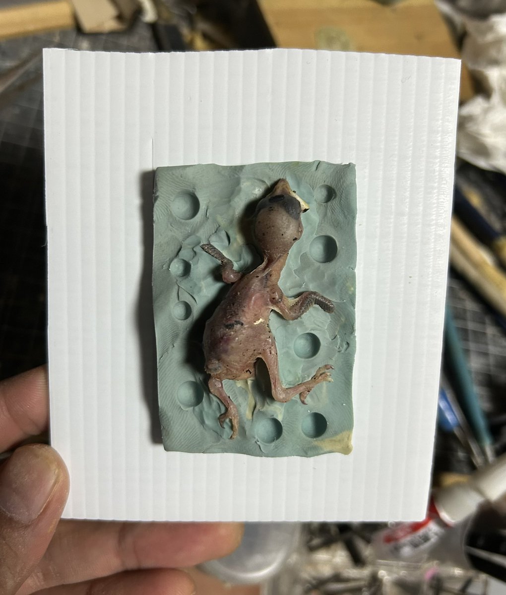 junya_serikawa's tweet image. スーパーの帰り何かのヒナの亡骸が道に落ちてたのでとりあえず複製。