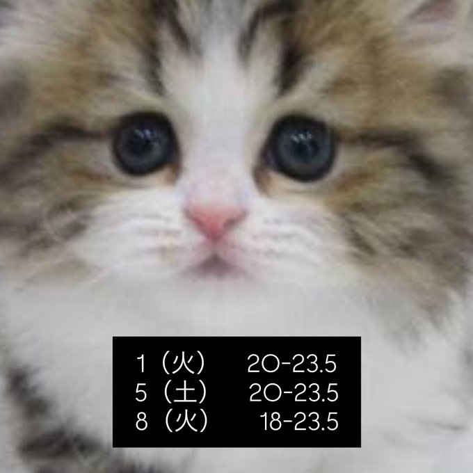 清楚な子猫ちゃんのcafe&barみゃおみゃおのツイート