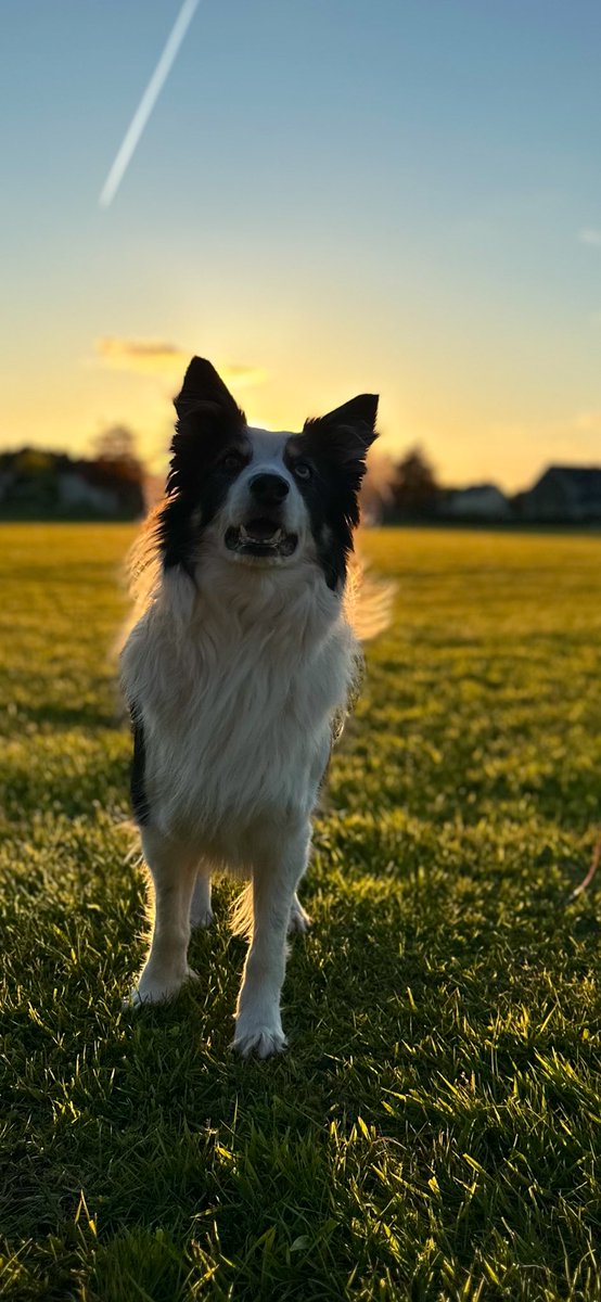 Another late night/early morning dog thread 

Enjoy it, join in