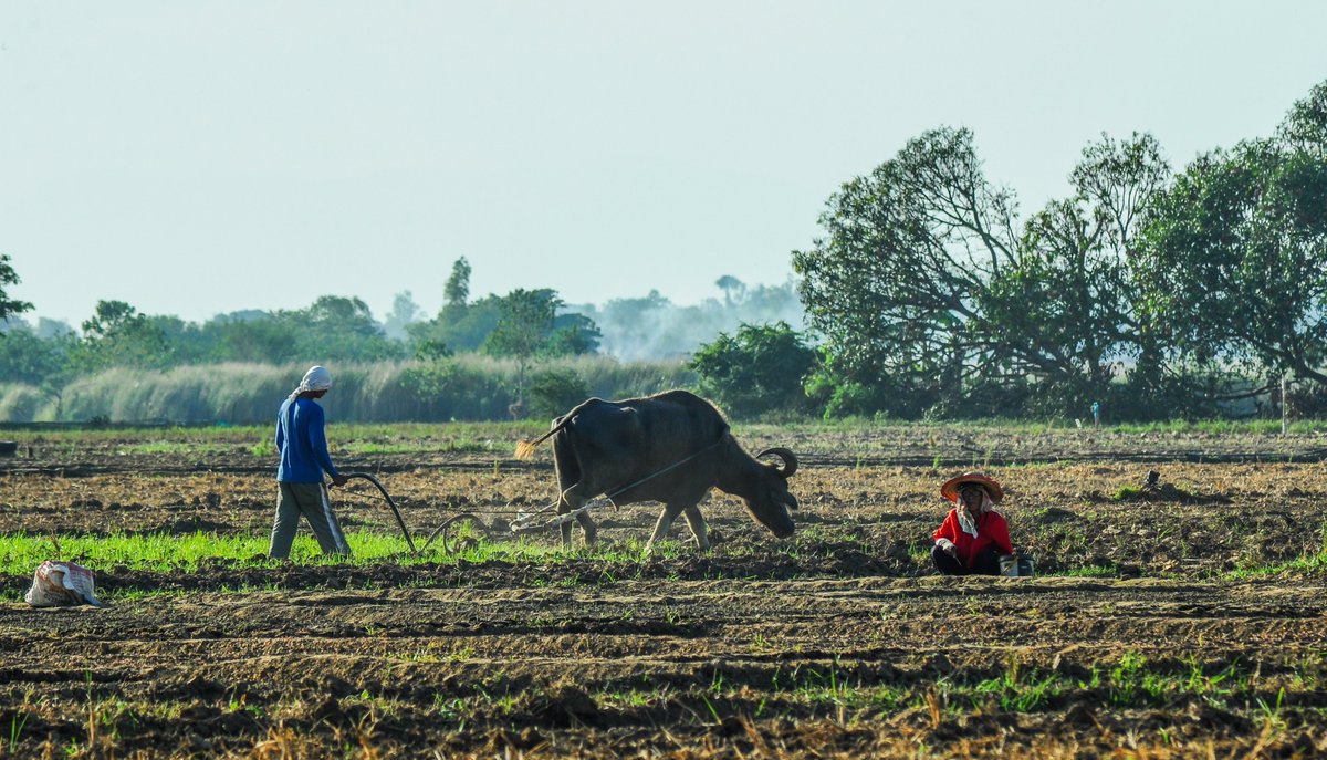 mnlstandardph's tweet photo. #MSGallery | As the rainy season sets in, a farmer in Pangasinan begins plowing the field with a carabao, marking the start of the planting season.
📸: Edd Castro
For the latest news, visit https://t.co/tMZwFVXzKI https://t.co/liL51NTqwj