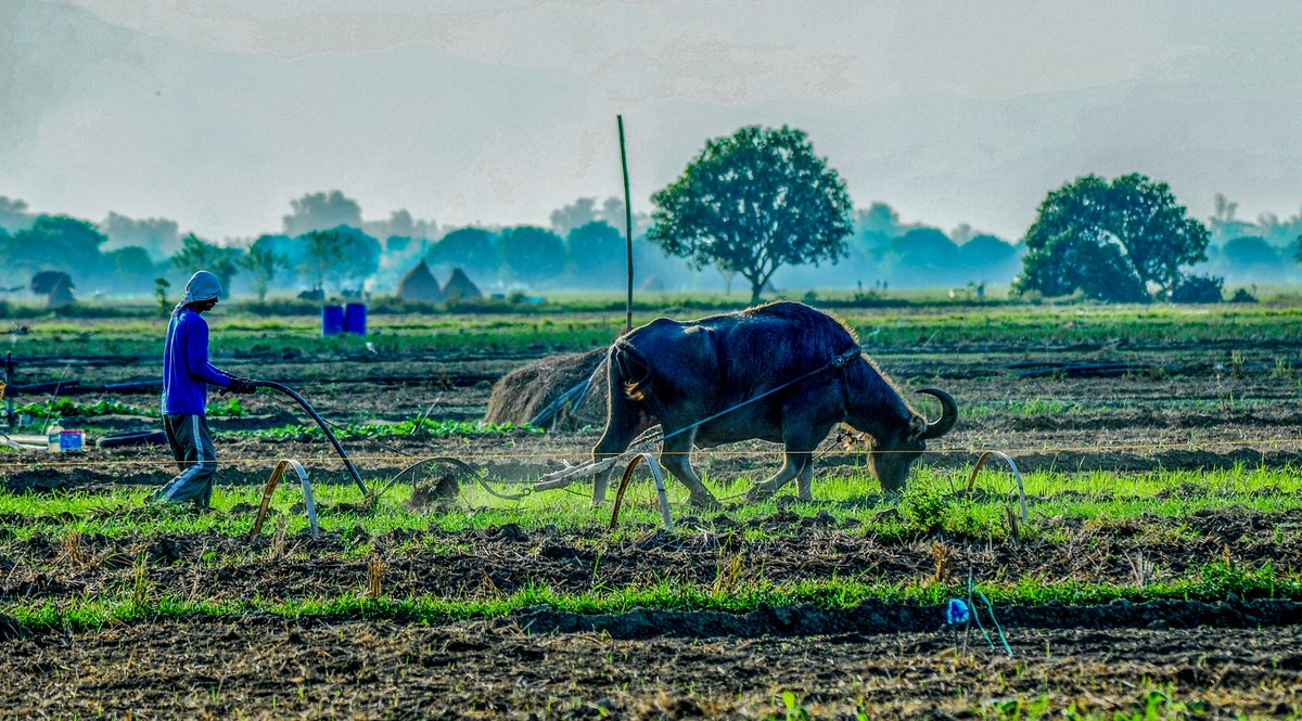 mnlstandardph's tweet photo. #MSGallery | As the rainy season sets in, a farmer in Pangasinan begins plowing the field with a carabao, marking the start of the planting season.
📸: Edd Castro
For the latest news, visit https://t.co/tMZwFVXzKI https://t.co/liL51NTqwj
