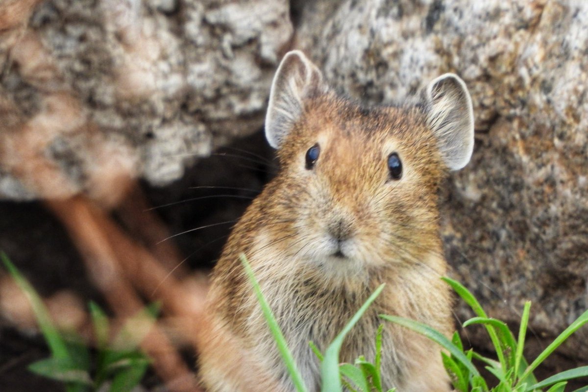 bayar2017's tweet photo. Сэргэлэн дэлдэн сэртгэр... Daurian Pika Junior https://t.co/ui0ynaceTE