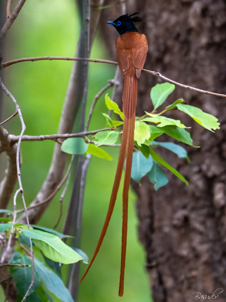 Paradise flycatcher (dark morph) .............@ Bandhavgarh                                        
#IndiAves #BBCWildlifePOTD #ThePhotoHour #natgeoindia #wildlifephotography #SonyAlpha #BirdsSeenIn2025