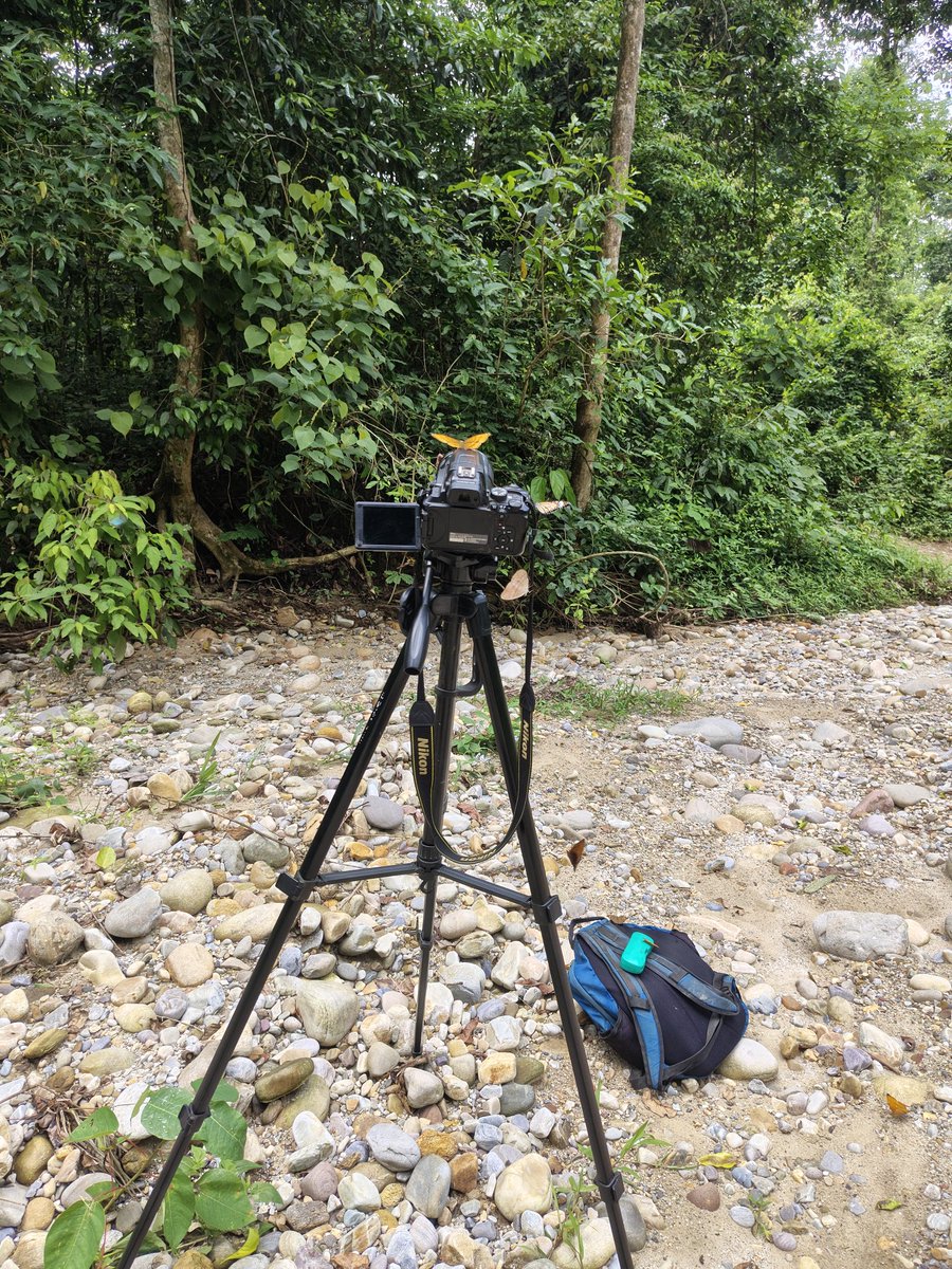 Prem Camdir Tallong tweet media