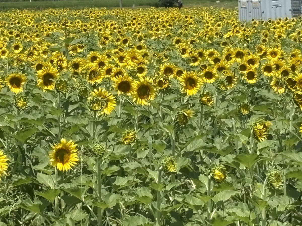 向日葵が満開です、向日葵に力をもらいました