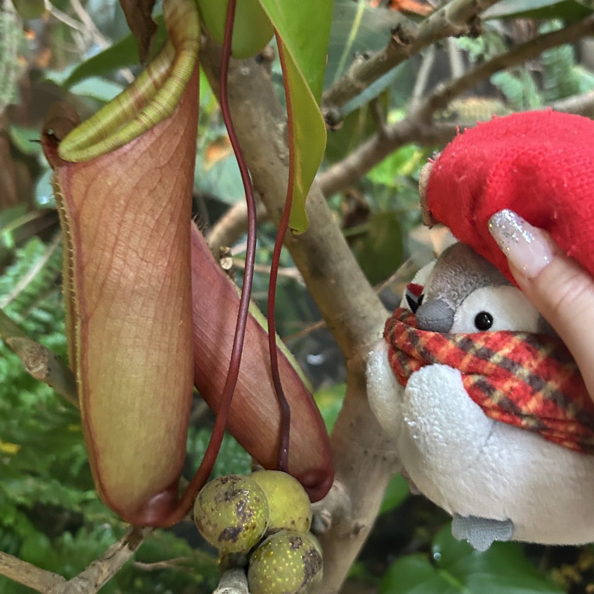 そいつは多肉植物だぞコウペンちゃん