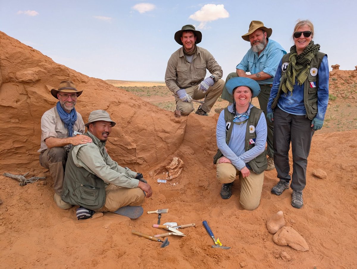 jordicanalsoler's tweet photo. What a final day in the #FlamingCliffs of the #Gobi desert in #Mongolia! 
Today we returned to the cliffs and checked one #fossil that our guide, friend and homme extraordinaire, the paleontologist Dr. Mainbayar Buuvei, discovered two years ago.
Without him, all this @rcalegacyexped #expedition would have been impossible.
We descended the cliffs on a camel and excavated it today to see that it is a skull (and complete skeleton) that belongs to a #Protoceratops andrewsi, named after #RoyChapmanAndrews.
What better end for this great #expedition? 

#nomadifyexpeditions
#gobidesert
#camelcaravan
#rcalegacycamelexpedition
#SESendorsed 
#SESfamily
#explorersclub
#roychapmanandrewssociety 
#paleontology #dinosaur #protoceratops

With @SES_explore @ExplorersClub