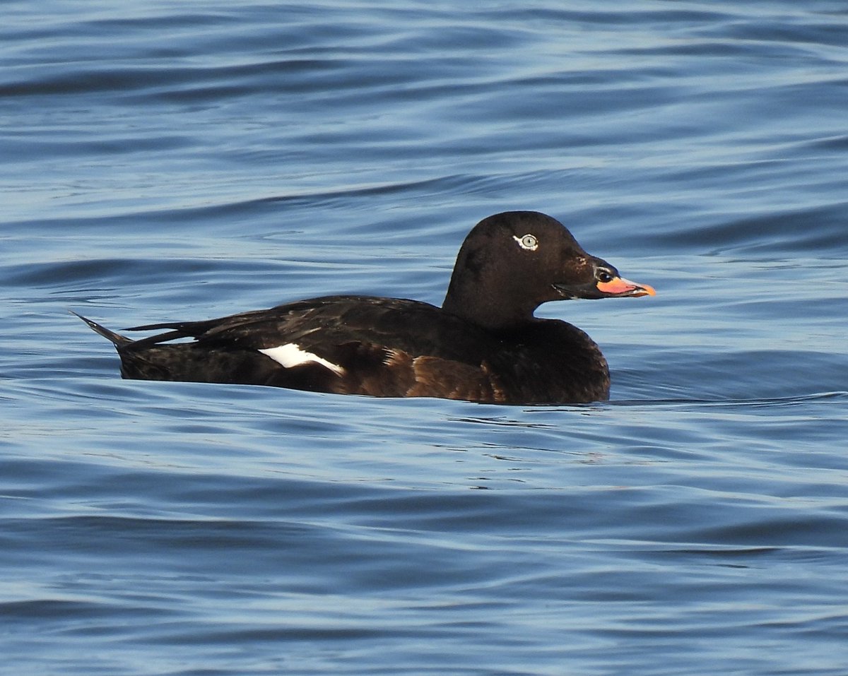 Nice to see a familiar face amongst the Eider at Musselburgh river mouth just now. The 3cy White-winged Scoter showing rather better than when Ist seen it previously!