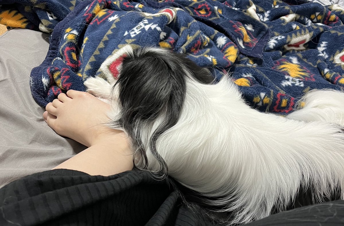 uc_320's tweet photo. 退く気がない犬 https://t.co/Ea0FITUVBc