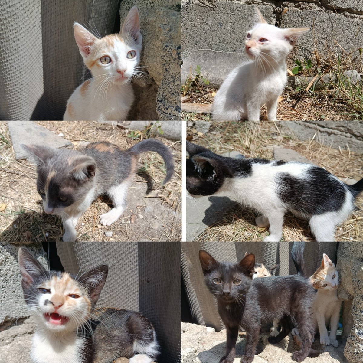 6 lutkica, 6 dusa, ni krive ni duzne, ostavljene da se snalaze same, a tako su male. Trazim im dom, vasa pomoc je dobrodosla.
#udominekupuj #macke #caosvima