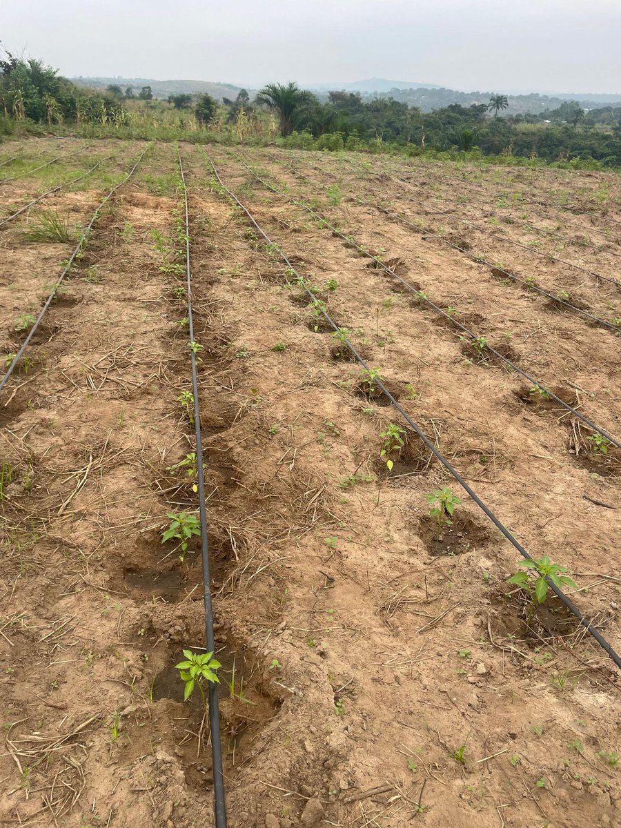 mabele_farming's tweet photo. Exposing #youth to the #technology that will shape the future of #agriculture

MabeleAgric welcomed a  group of young people to our farm  — entrepreneurs, students, and agricultural enthusiasts to exchange agritech solutions (#irrigation, #greenhouse) https://t.co/D1ZRlyoasY
