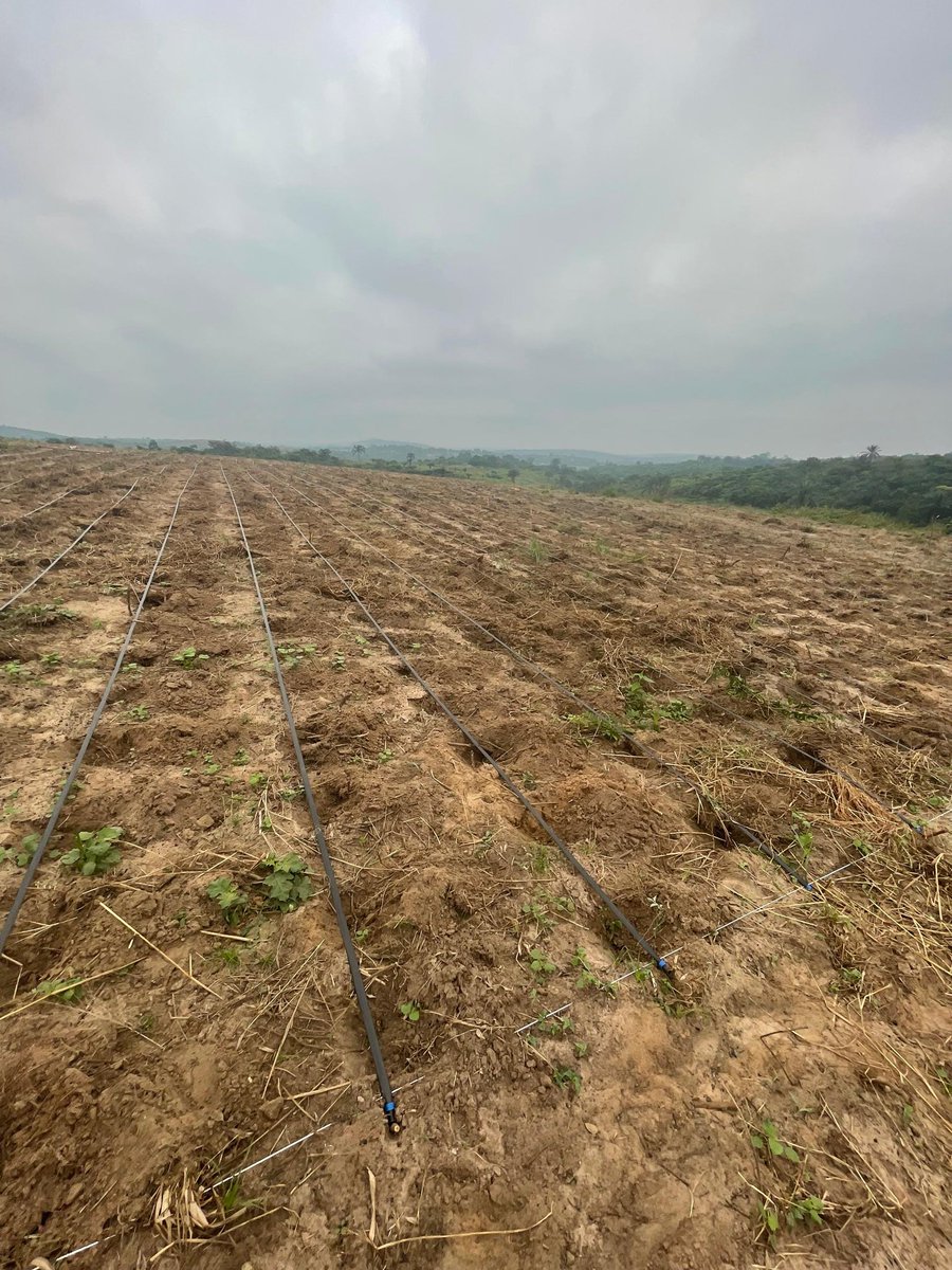 mabele_farming's tweet photo. Exposing #youth to the #technology that will shape the future of #agriculture

MabeleAgric welcomed a  group of young people to our farm  — entrepreneurs, students, and agricultural enthusiasts to exchange agritech solutions (#irrigation, #greenhouse) https://t.co/D1ZRlyoasY