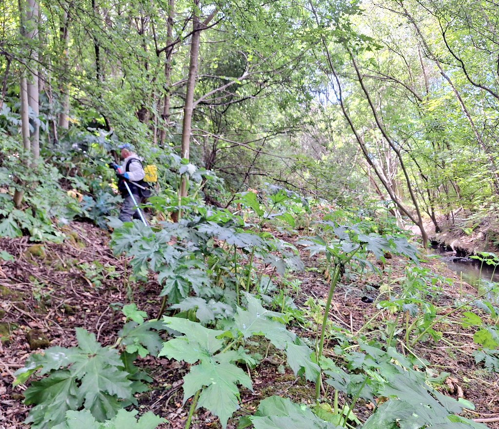 WOLCT's tweet image. It was a hot and sweaty morning for a small spray team.  

But well worth it to treat and cut off the heads of flowering Giant Hogweeds at the Riccarton section of the Murrayburn tributary.

Less seeds in future years.

@Edinburgh_CC #INNS