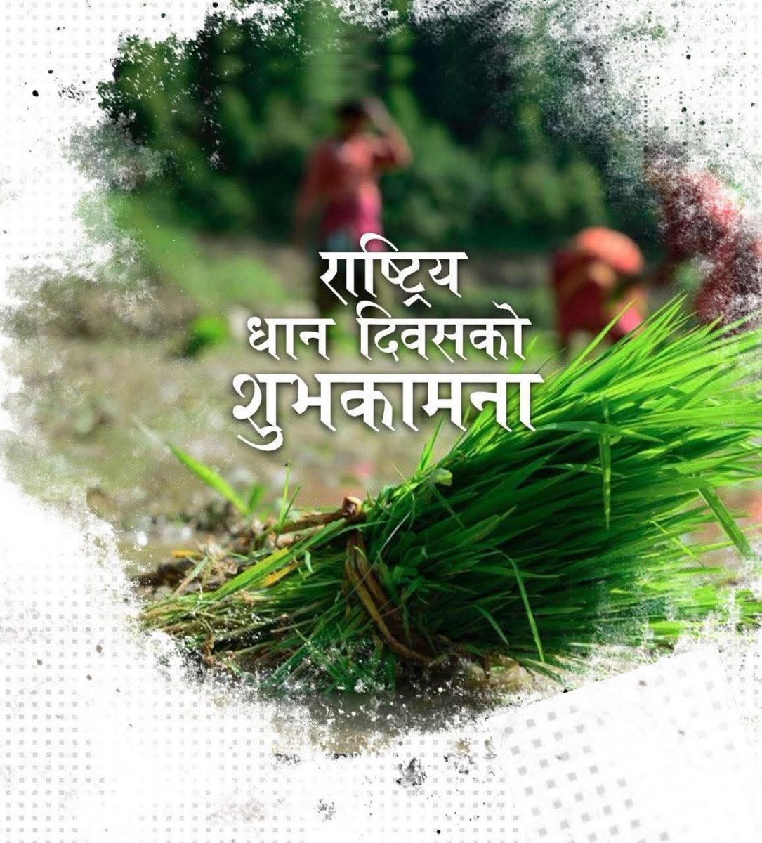 ain_shahi's tweet image. असार १५ अर्थात् राष्ट्रिय धान दिवसको सबैमा हार्दिक शुभकामना ।