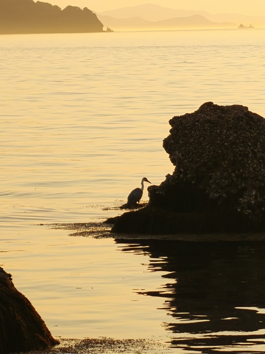 shikoku4k's tweet photo. Golden hour glow in Ehime, Japan! 🌅 The tranquil waters and silhouetted landscapes offer endless possibilities for stunning shots. What's your favorite light to shoot in? #EhimePhotography #GoldenHour #JapanViews #LandscapePhotography https://t.co/mTonEFSePn