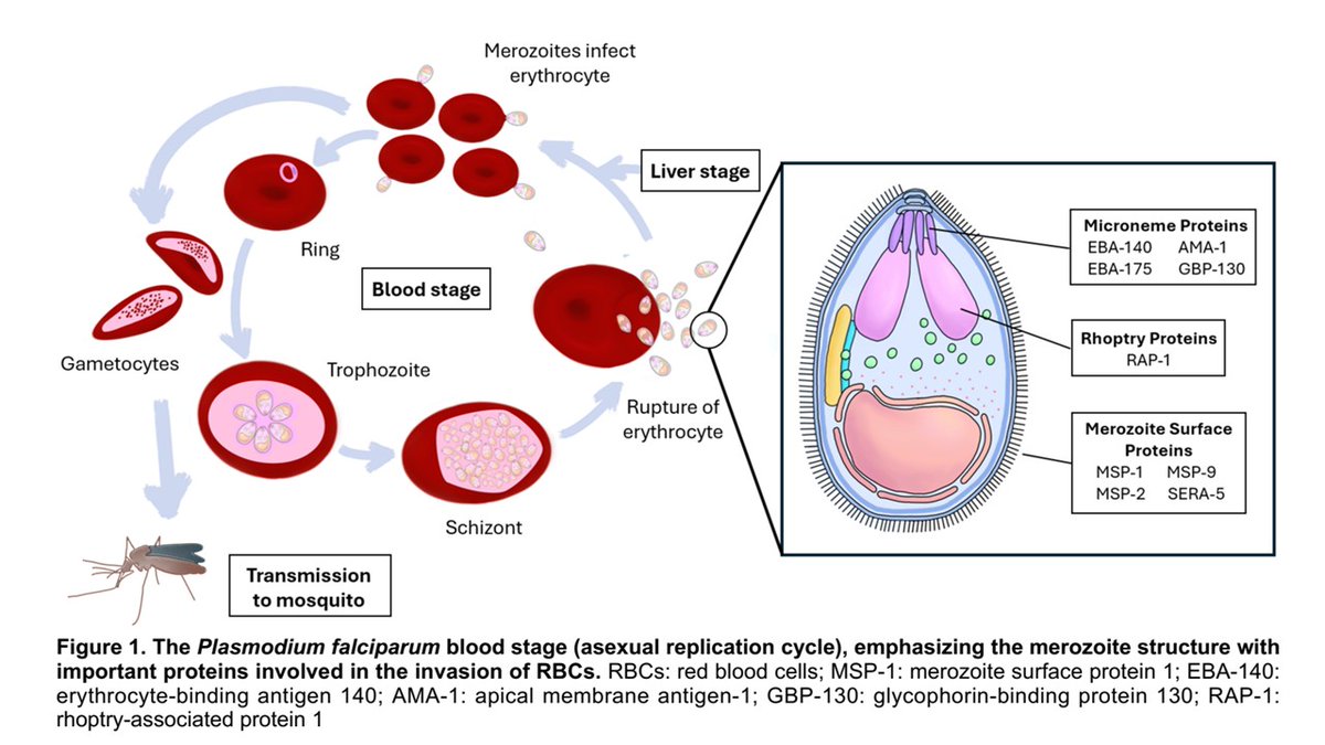CzerwinsMarcin's tweet image. Erythrocyte binding peptides: a story in the search for a malaria vaccine
tinyurl.com/5n7yh7ny
#malaria