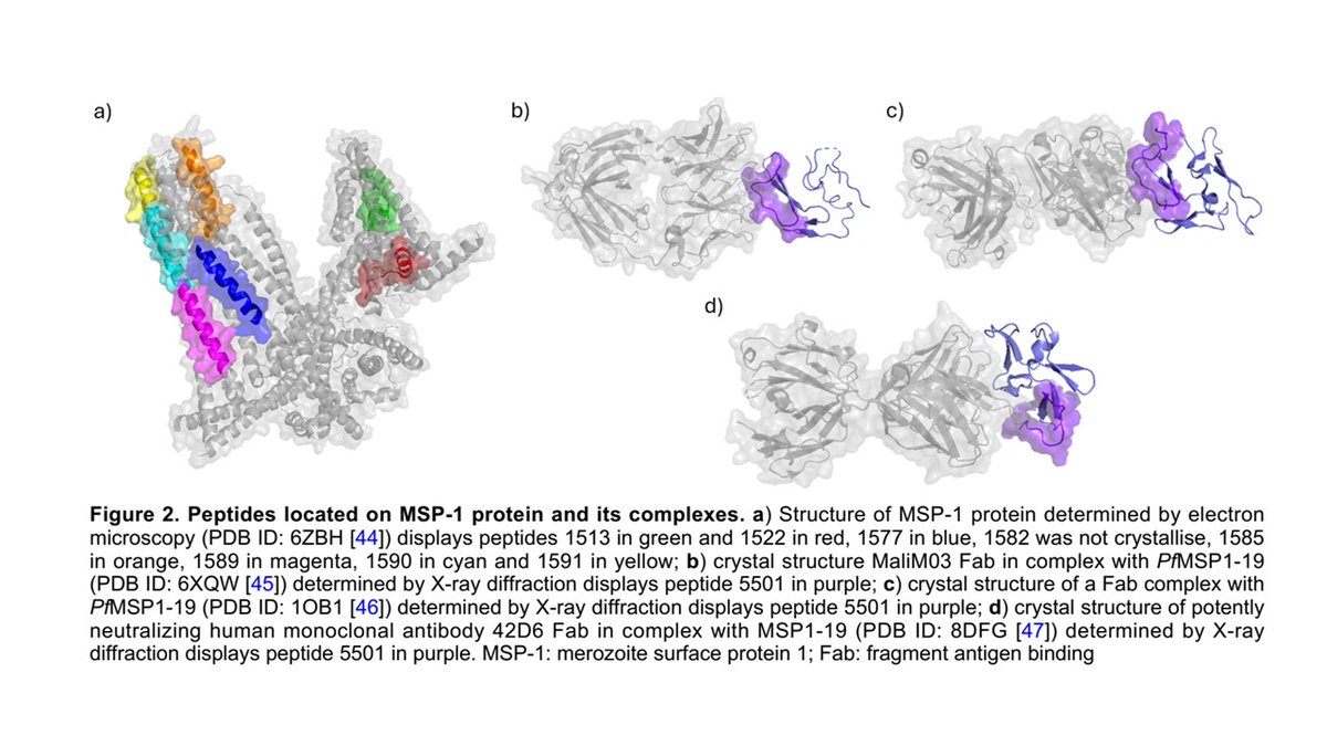CzerwinsMarcin's tweet image. Erythrocyte binding peptides: a story in the search for a malaria vaccine
tinyurl.com/5n7yh7ny
#malaria