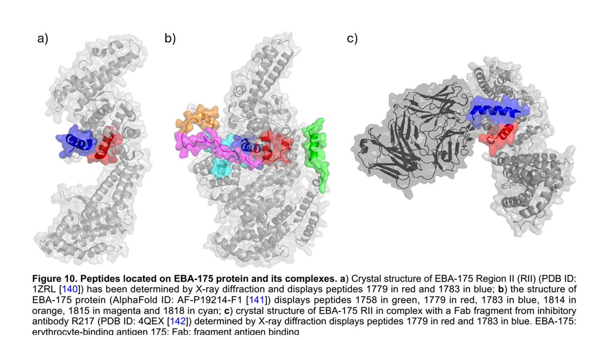 CzerwinsMarcin's tweet image. Erythrocyte binding peptides: a story in the search for a malaria vaccine
tinyurl.com/5n7yh7ny
#malaria