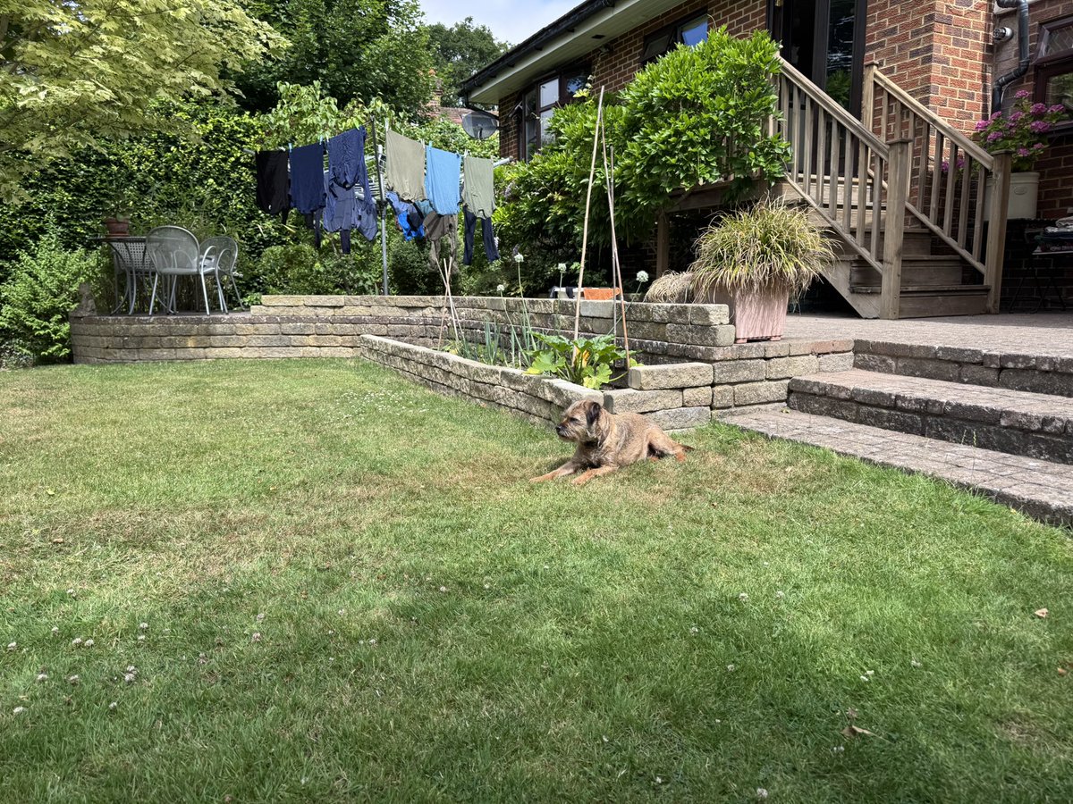 Sir Clapton Terrier tweet media