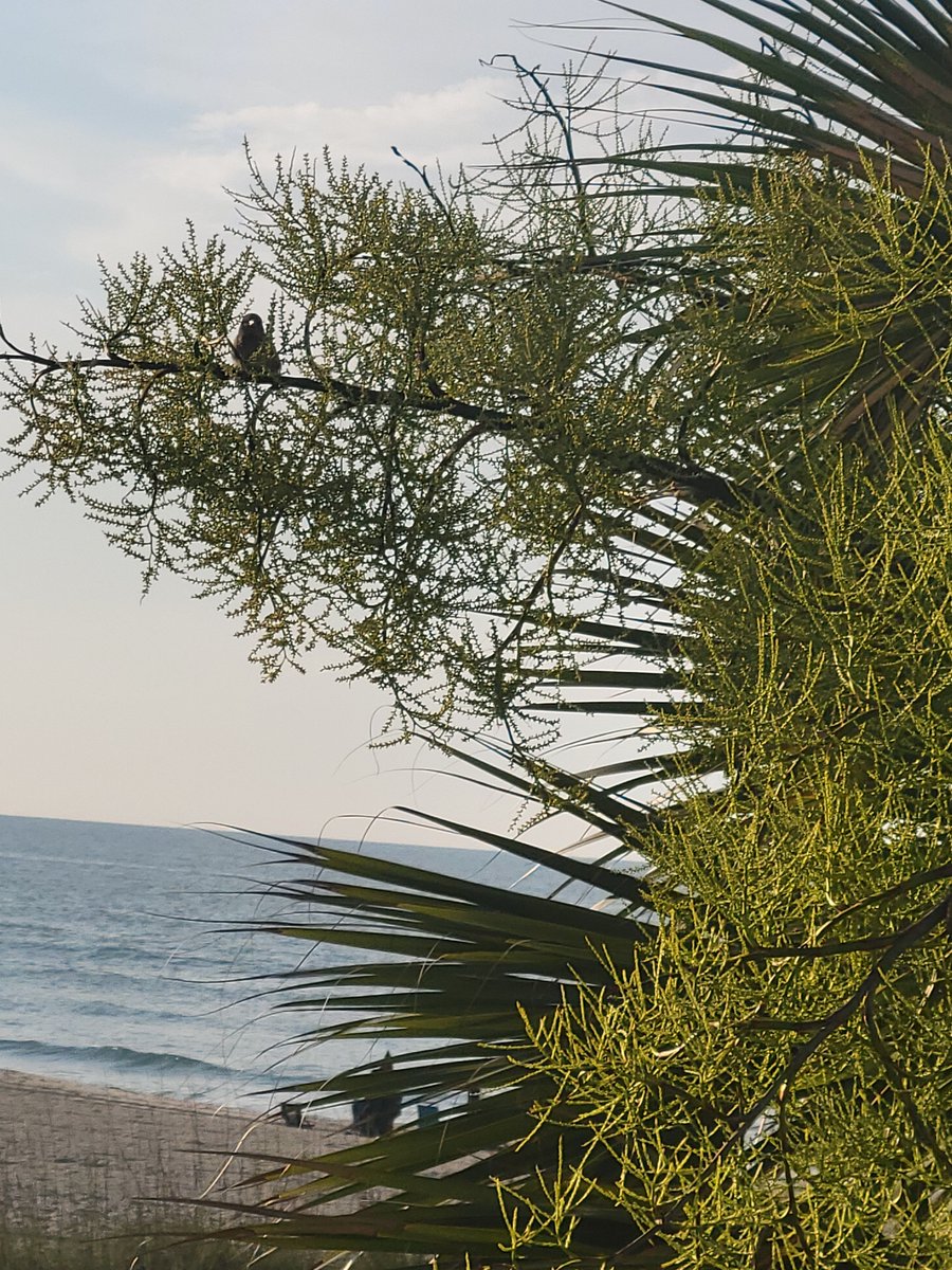 DartezKendra's tweet photo. Shall I compare thee to a summer’s day?
Thou art more lovely and more temperate. - Sonnet 18 #ShakespeareSunday #northmyrtle https://t.co/MLscSvtzzG