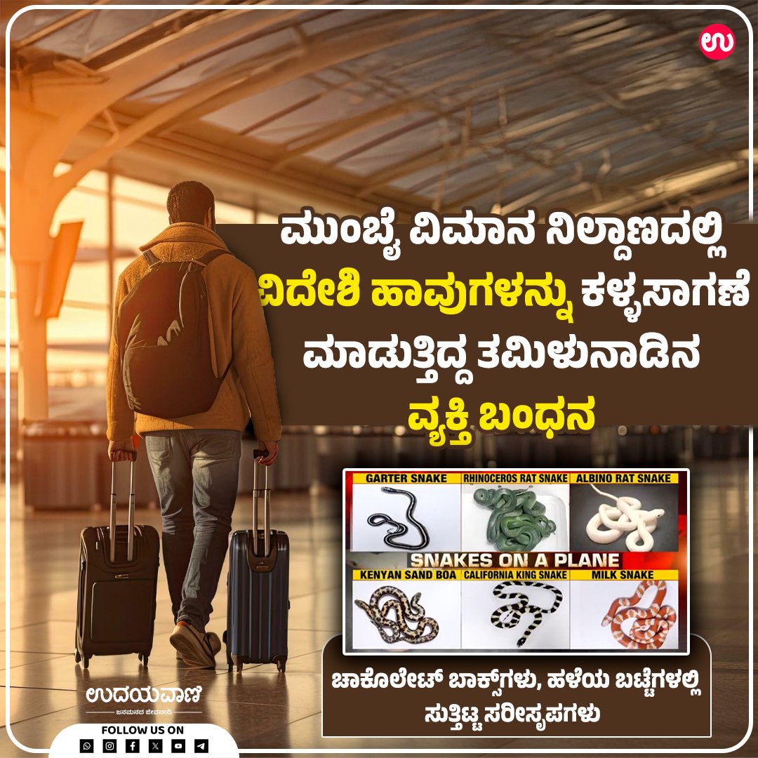 udayavani_web's tweet photo. ಮುಂಬೈ ವಿಮಾನ ನಿಲ್ದಾಣದಲ್ಲಿ ವಿದೇಶಿ ಹಾವುಗಳನ್ನು ಕಳ್ಳಸಾಗಣೆ ಮಾಡುತ್ತಿದ್ದ ತಮಿಳುನಾಡಿನ ವ್ಯಕ್ತಿ ಬಂಧನ
#Udayavani #mumbai #chatrapathishivajiinternationalairport #exoticsnakes #Smuggling https://t.co/78DNF2NNSD
