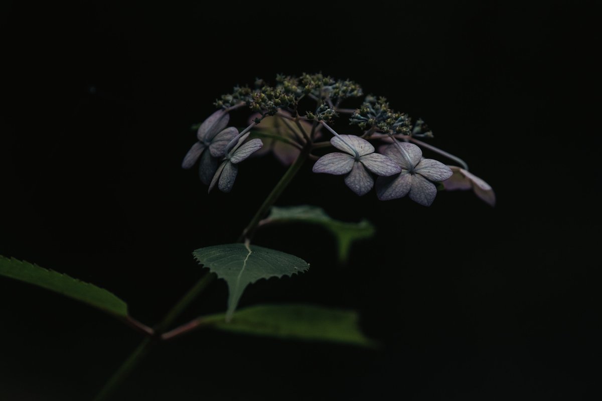 yurinokoichi's tweet image. 紫陽花