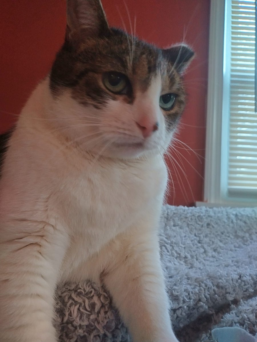 ATPhillips666's tweet image. My daughter's cat, Tiny had to go to sleep yesterday. In her last two years, she was loved dearly and she will be missed by her humans. She brought joy to those who cared for her.