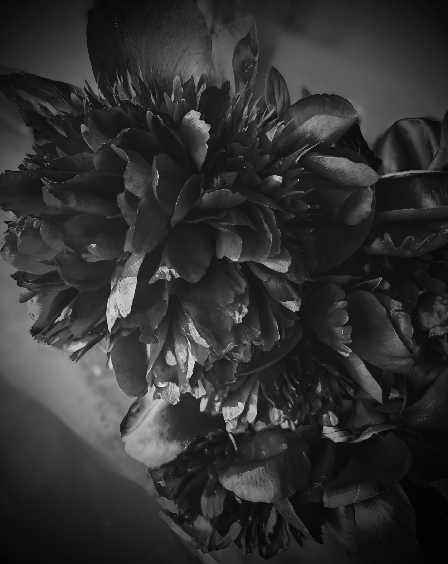 🪷FlowerShop nakano 🪷中野生花店 di taichi matsuo ❲D's❳ on